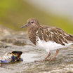 Black Turnstone